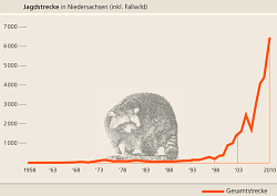 Entwicklung der Waschbär-Jagdstrecke in Niedersachsen