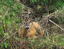 Der Rehbock im Weidezaundraht gefesselt. Ein im Befreiungskampf herausgerissener Steckpfahl liegt daneben.