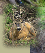 Der Rehbock im Weidezaundraht gefesselt. Ein im Befreiungskampf herausgerissener Steckpfahl liegt daneben.