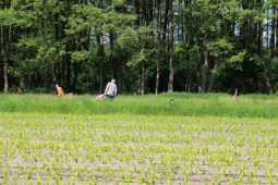 Manfred und Jan Lünzmann stellen "Flatterfahnen" gegen den Mähtod der Rehkitze auf.